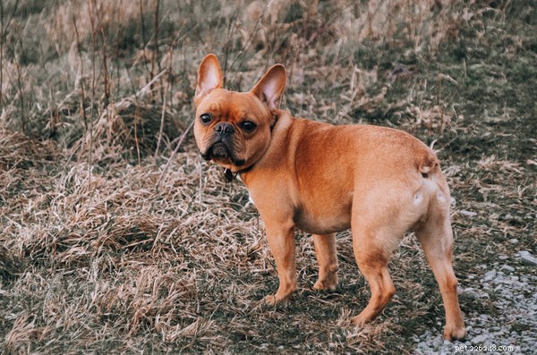 Waarom achtervolgen honden hun staart:hier zijn de 5 belangrijkste redenen