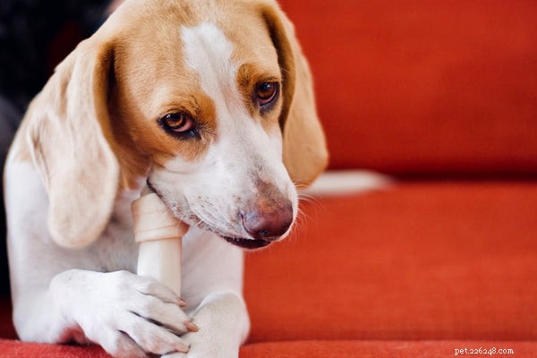 Kelp voor honden:ondersteuning van de gezondheid van uw hond