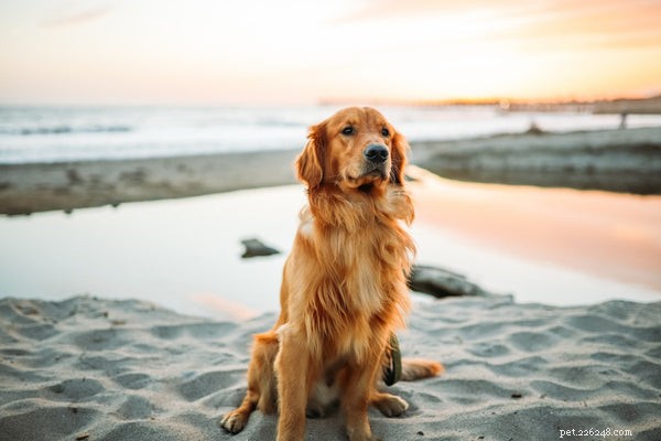 Kelp for Dogs:apoiando a saúde do seu cão