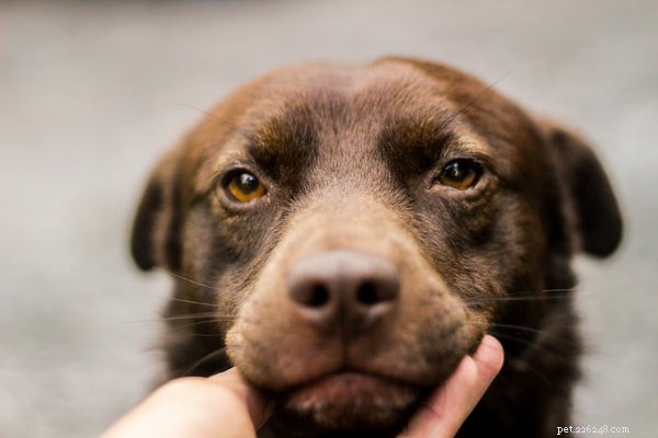 Kelp for Dogs :Soutenir la santé de votre chien