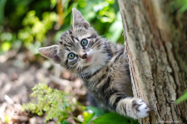 Странное поведение кошек:вот что вам нужно знать