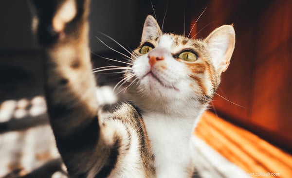 Comportamentos estranhos de gatos:aqui está o que você precisa saber