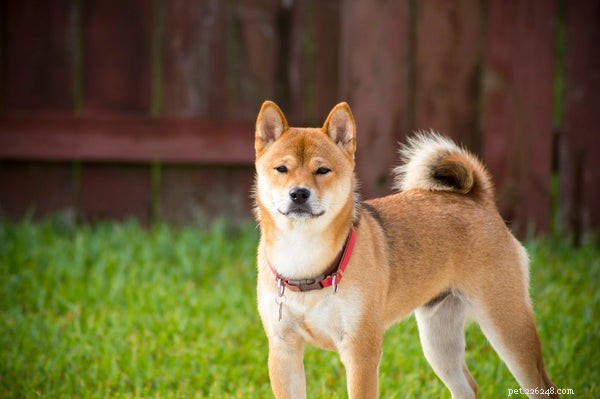 Shiba Inu vs Akita:conosci questi due cani