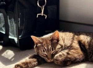 Potřeby pro kočky:Co potřebujete, než si adoptujete novou kočku