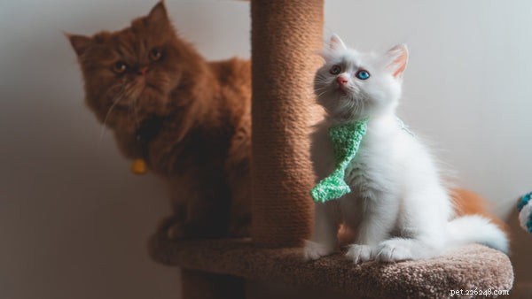 Forniture per gatti:cosa ti serve prima di adottare un nuovo gatto