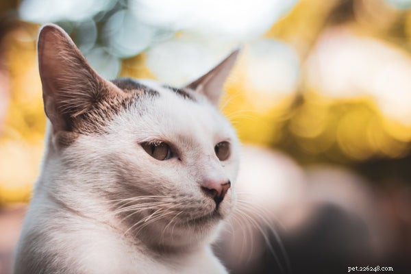 Jak pečovat o kočku:Užitečné tipy a triky