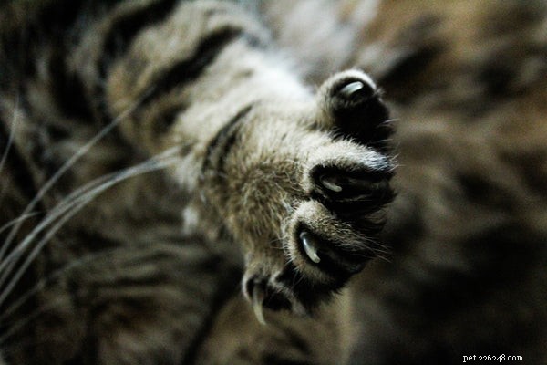 Jak pečovat o kočku:Užitečné tipy a triky