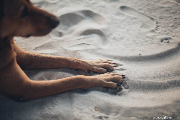 Bálsamo para patas de cachorro:o que você precisa saber
