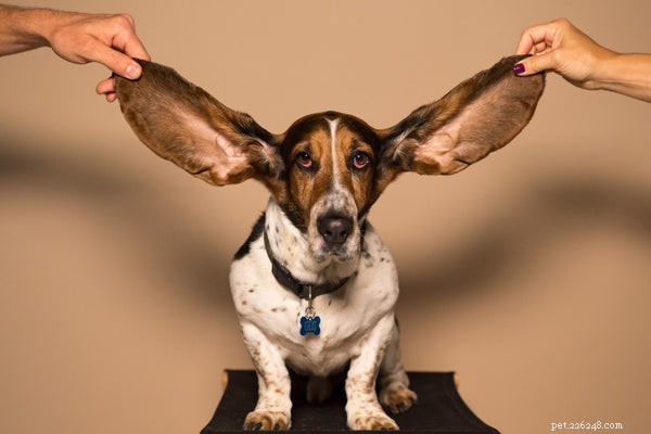 Jak čistit psí uši:Kompletní průvodce