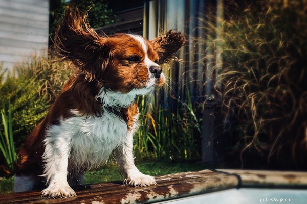 Как чистить уши собаке:полное руководство
