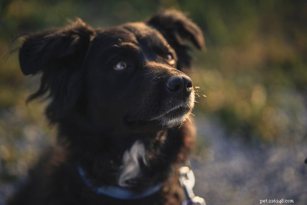 Jak čistit psí uši:Kompletní průvodce