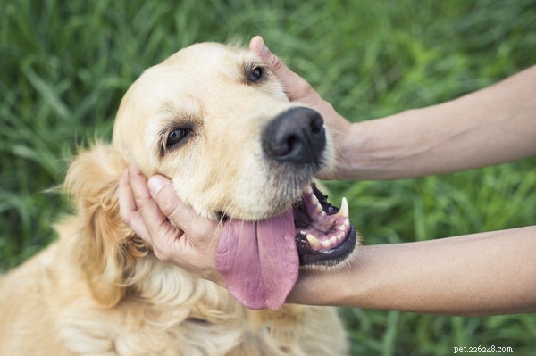 Allt du behöver veta om husdjursvaccinationer