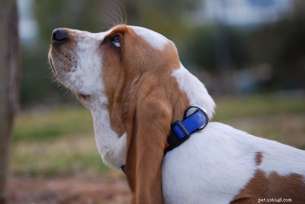Basset Hound Rescue:tutto quello che devi sapere sull adozione di questi preziosi cuccioli
