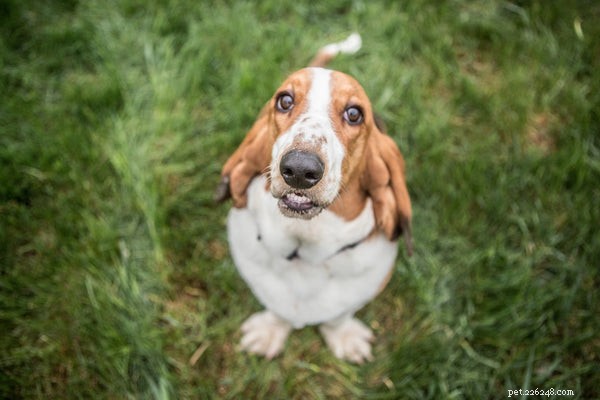 Basset Hound Rescue:alles wat u moet weten over het adopteren van deze kostbare pups