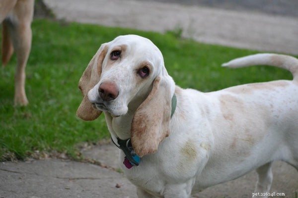 Basset Hound Rescue:alles wat u moet weten over het adopteren van deze kostbare pups
