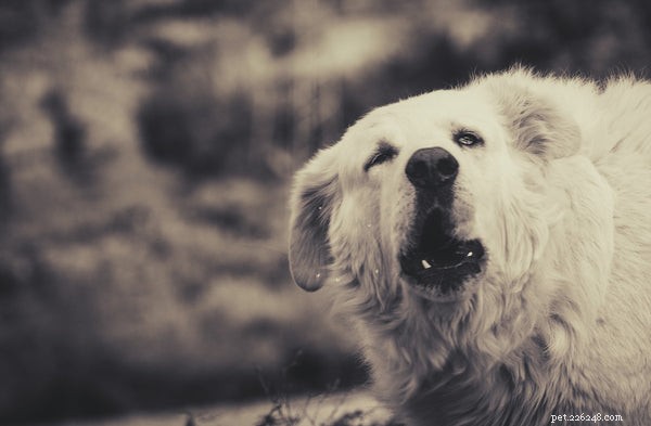 Grognement de chien :ce que vous devez savoir