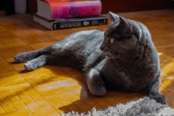 Russische blauwe kat-persoonlijkheid:leer dit kattenras kennen