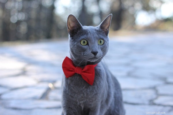 Personnalité du chat bleu russe :découvrez cette race de chat