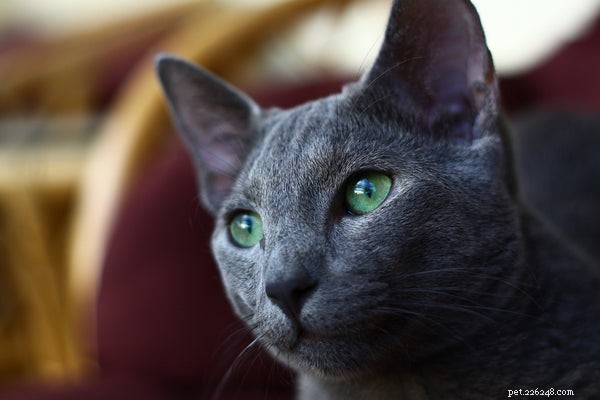 ロシアンブルーキャットパーソナリティ：この猫の品種を知る 