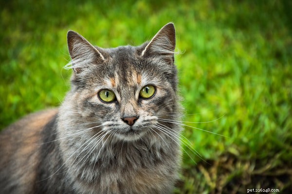 Почему кошки лижут вас:знайте эти факты о кошках