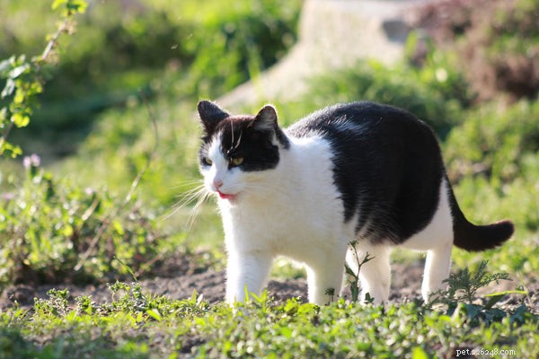 Waarom likken katten je:ken deze kattenfeiten