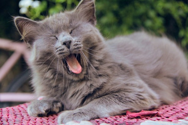 Varför slickar katter dig:känna till dessa kattfakta