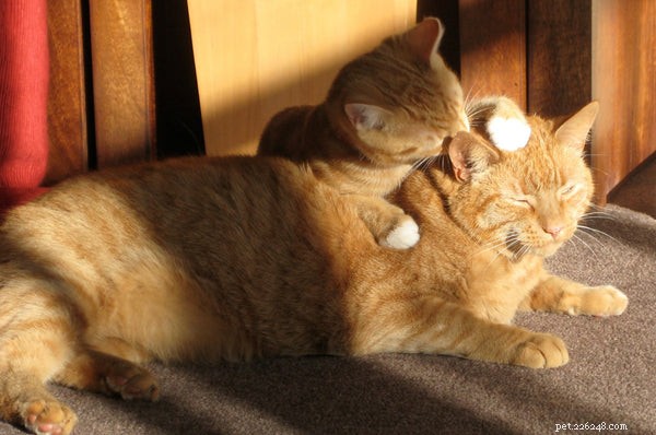 Proč vás kočky olizují:Znáte tato fakta o kočkách