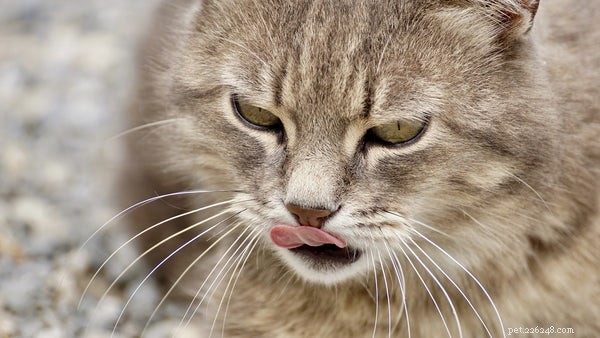 Pourquoi les chats vous lèchent :Connaissez ces faits sur les chats