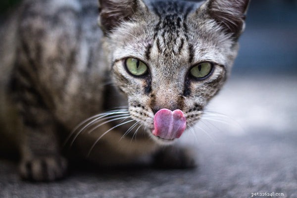 Waarom likken katten je:ken deze kattenfeiten
