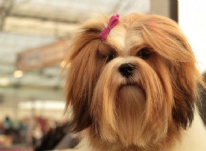Vše, co potřebujete vědět o psovi Lhasa Apso