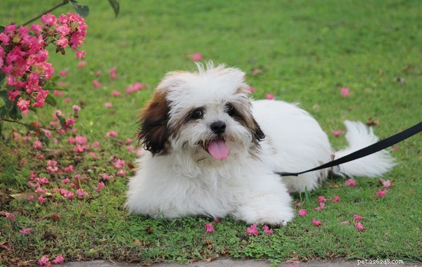 Allt du behöver veta om Lhasa Apso Dog
