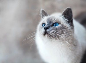 ヒマラヤン子猫の養子縁組：この人気の猫の品種について知っておくべきことはすべてここにあります 
