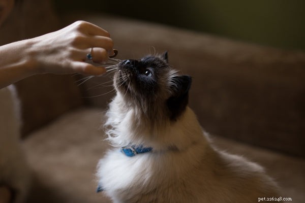 Приютить гималайского котенка:все, что вам нужно знать об этой популярной породе кошек