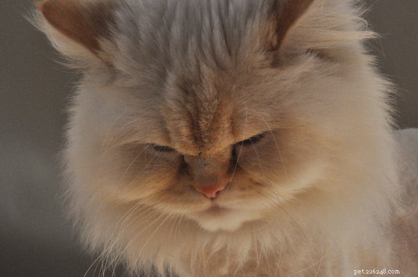Een Himalaya kitten adopteren:hier is alles wat u moet weten over dit populaire kattenras
