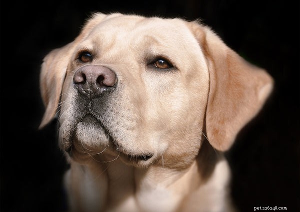 Il naso del cane:5 cose che devi sapere al riguardo