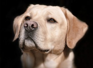 犬の鼻：あなたがそれについて知る必要がある5つのこと 