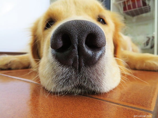 Le nez du chien :5 choses que vous devez savoir à ce sujet
