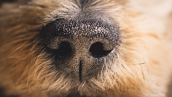 O nariz do cachorro:5 coisas que você precisa saber sobre ele