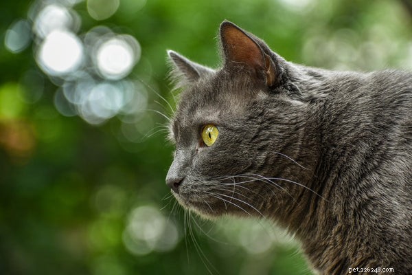 あなたはこれらの3つの最高の灰色の猫の品種を見る必要があります 