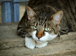 Nejlepší léčba proti blechám pro kočky:3 možnosti pro vaši kočku