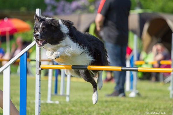 O que é treinamento de agilidade para cães:5 coisas que você precisa saber