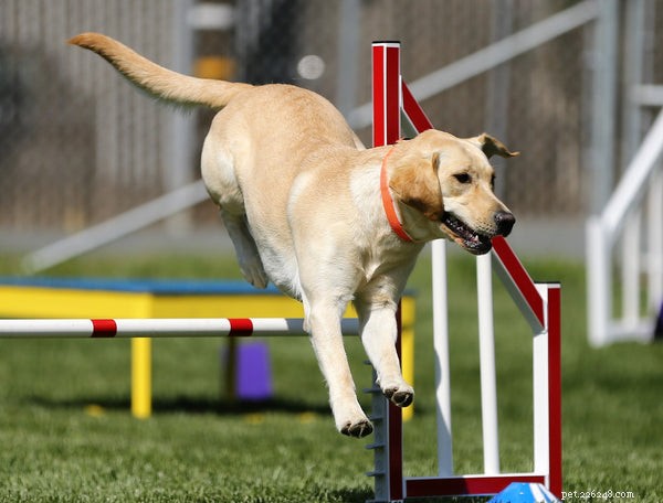 Qu est-ce que l entraînement d agilité canine :5 choses que vous devez savoir
