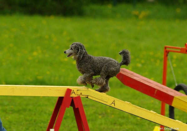 Qu est-ce que l entraînement d agilité canine :5 choses que vous devez savoir