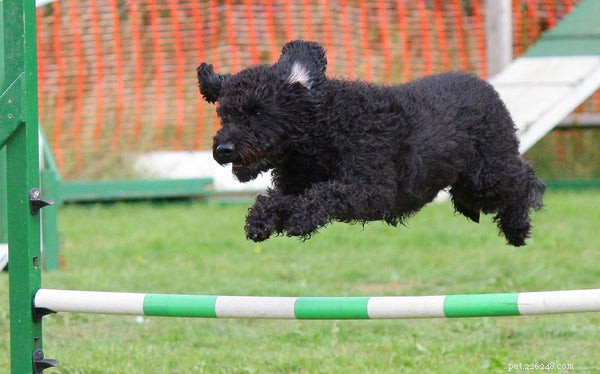 Cos è l addestramento all agilità del cane:5 cose che devi sapere