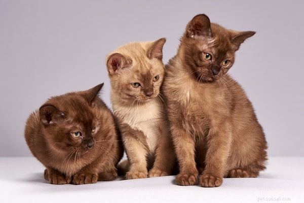 Aqui estão os 5 melhores tipos de animais de estimação