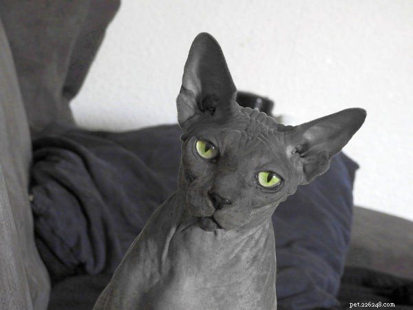 コーニッシュレックスの猫の品種：彼らがあなたのためのものであるかどうか今すぐ調べてください 