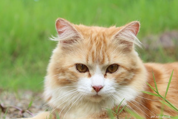 Remédios para resfriados de gatos:aqui está o que você precisa saber