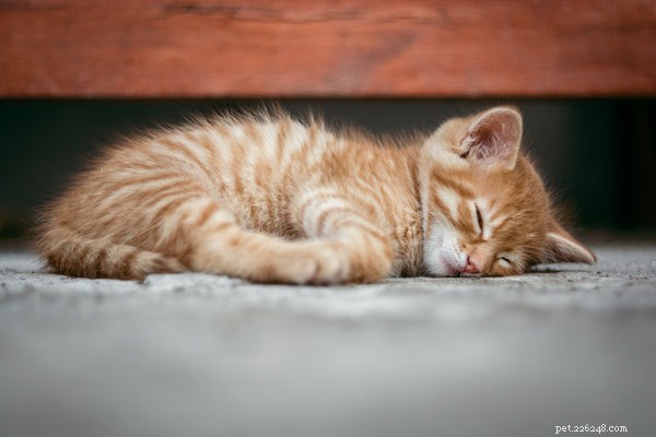 Средства от простуды для кошек:вот что вам нужно знать