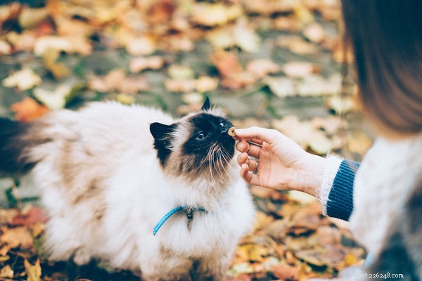 Um gato birmanês é o melhor animal de estimação para você:aqui está o que você precisa saber