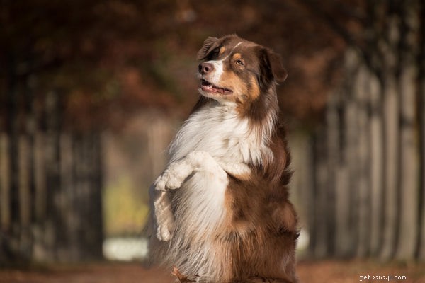 Вот 5 лучших трюков для обучения вашей собаки